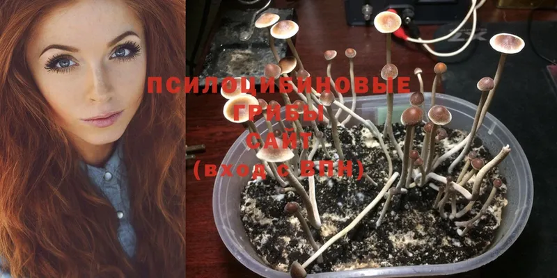 blacksprut ссылки  Белебей  Псилоцибиновые грибы Cubensis 